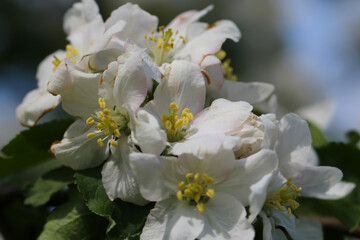 Front top macro photo of a white apple flower petals, stamens and pistils with selective focus
