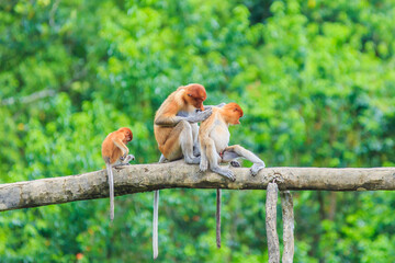 proboscis monkey or nasalis larvatus