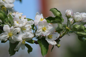 Apple tree blossom branch with selective focus on blurred background