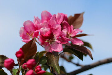 A branch of fruit tree blossoms are in full bloom with selective focus against a blue sky background