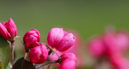Close-up of cherry blossom flowers and buds with selective focus on a blurry green background, wide format with copy space for text