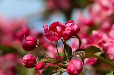 Close-up of cherry blossoms and cherry buds with selective focus on blurred pink and blue background, wide format