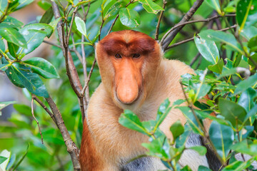 proboscis monkey or nasalis larvatus