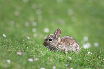 rabbit in the grass