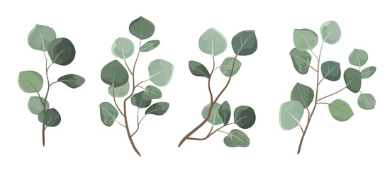 Vector designer elements set collection green eucalyptus leaves. Decorative beauty elegant illustration for design leaf in watercolor style.