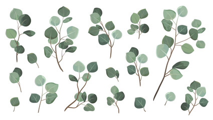 Vector designer elements set collection green eucalyptus leaves. Decorative beauty elegant illustration for design leaf in watercolor style. © Nessa