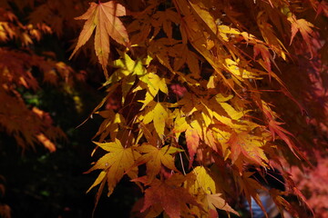 japan autumn season and maple leaves