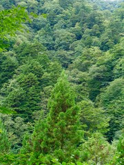 豊かな緑の森の風景　緑の背景