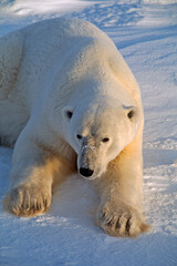 Fototapeta na wymiar Polar bear lying on snow