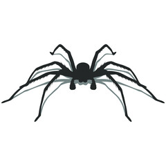 Spider Illustration with shadow.