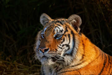 Head shot of Bengal tigress against dark background