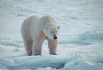 Obraz na płótnie Canvas Polar bear standing on snow in Arctic