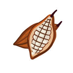 Cocoa fruit vector illustration. Cocoa beans isolated on white. 