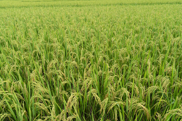 Green Terraced Rice Field. rice is growing in the field background