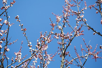 Blooming spring branches in garden