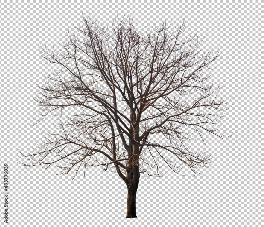 Aufkleber Tree without leaf on transparent background picture with clippings, leafless tree or death tree cut out from original background and selected for easy and fast use