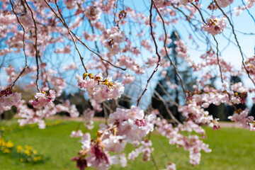 Cherry blossoms in Lausanne, Switzerland