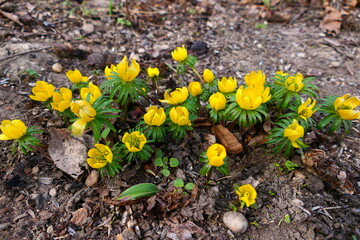 Eranthis hyemalis