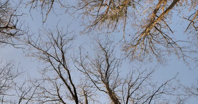 Arbres nus par temps venteux