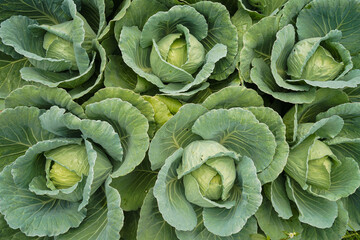 Green fresh cabbage maturing heads growing in the farm field.
