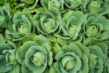 Fototapeta premium Green fresh cabbage maturing heads growing in the farm field.