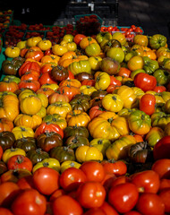 Shiny Summer Heirloom Tomatoes