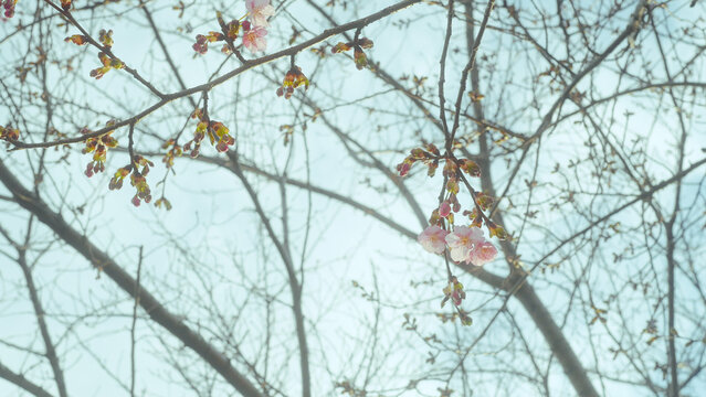 開花宣言」の写真素材 | 378件の無料イラスト画像 | Adobe Stock