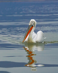 Pelicans