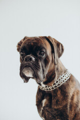 boxer dog breed gracefully lies on a white background