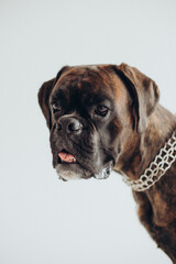boxer dog breed gracefully lies on a white background