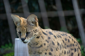 サーバル