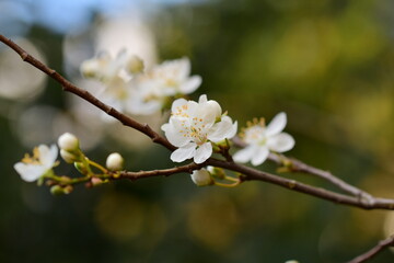 Close up of white blossoms against a brown and green blurred background