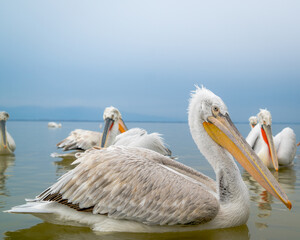 Pelicans