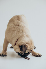 funny cute pug on white background