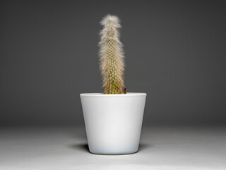 Cactus plant in a white pot. Decorative indoor design element. Minimalism at home in front of a studio background. Desert plant with thin spikes.