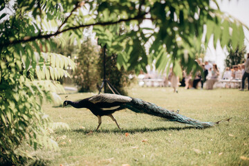 Obraz premium male peacock walking in the park