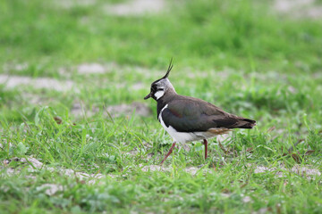A lapwing walking in the grass