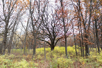 Fototapeta na wymiar Bare Trees at Waterfall Glen Forest Preserve in Lemont Illinois during Autumn
