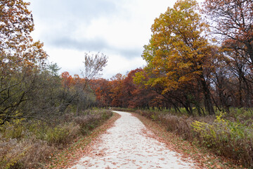 Fototapeta premium Empty Trail Lined with Colorful Trees during Autumn at the Waterfall Glen Forest Preserve in Lemont Illinois