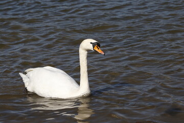 swan on water, rhine (rhein) river, lake in germany. unedited photo