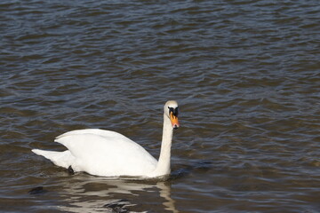 Fototapeta premium swan on water, rhine (rhein) river, lake in germany. unedited photo