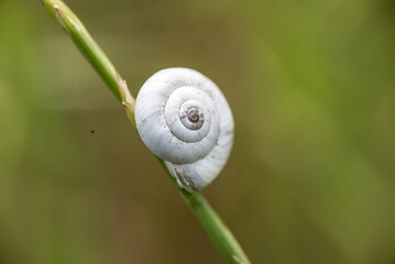 escargots