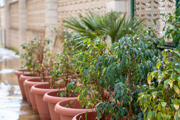 Fototapeta na wymiar Potted plants on a patio.