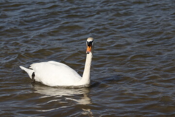 Fototapeta premium swan on water, rhine (rhein) river, lake in germany. unedited photo