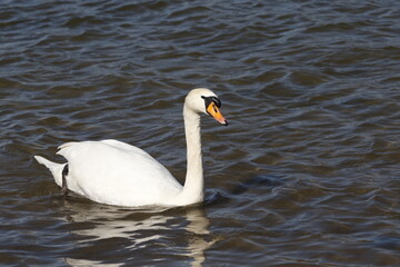 swan on water, rhine (rhein) river, lake in germany. unedited photo