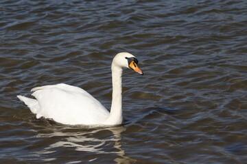 swan on water, rhine (rhein) river, lake in germany. unedited photo