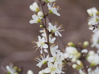 bonitos pistilos de color blanco con anteras amarillas de corona, lérida, españa, europa