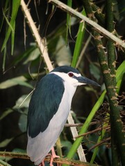 black crowned night heron