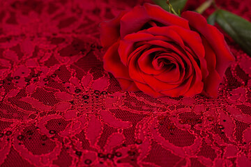 Bright red background with a lace pattern and fresh rose