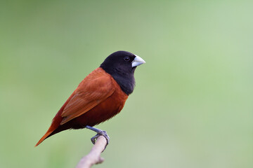 wonderful brown and black head bird on the perch in very soft lighting during evening sunset